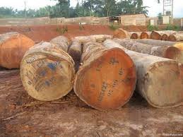 Africa-Timber-wood-log.jpg