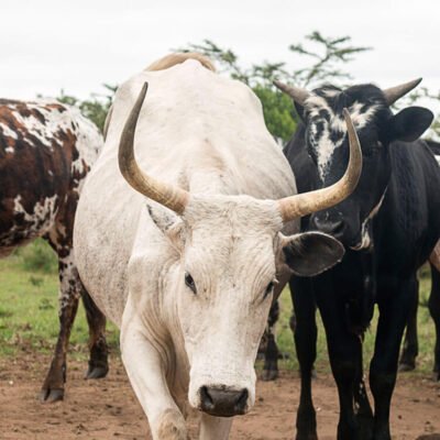 African-Cattle.jpeg