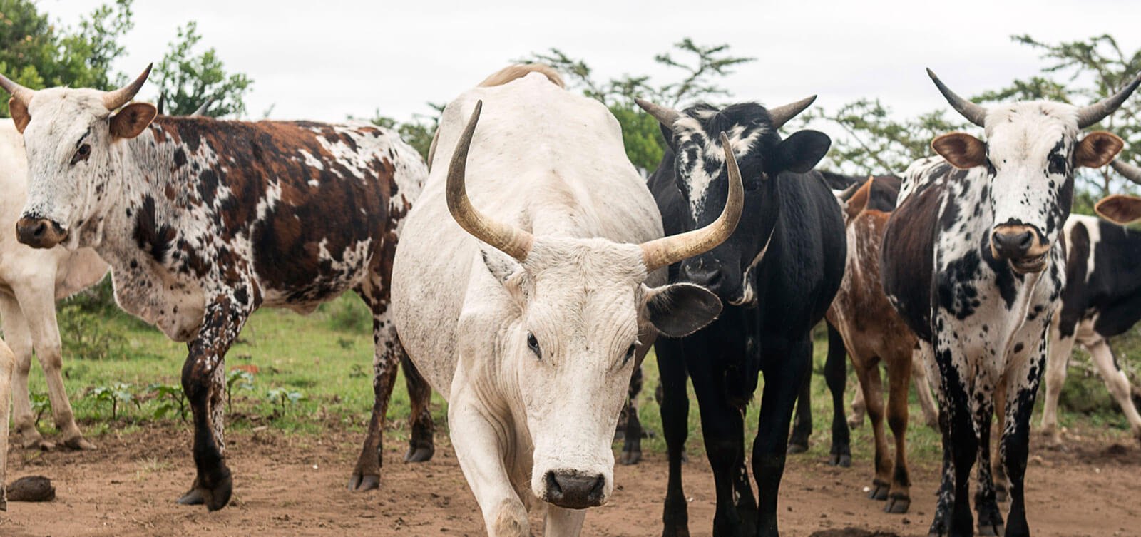 African-Cattle.jpeg