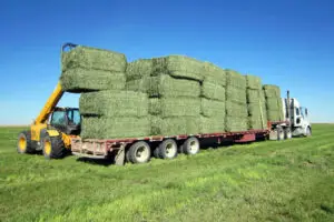 Alfalfa Hay for Livestock