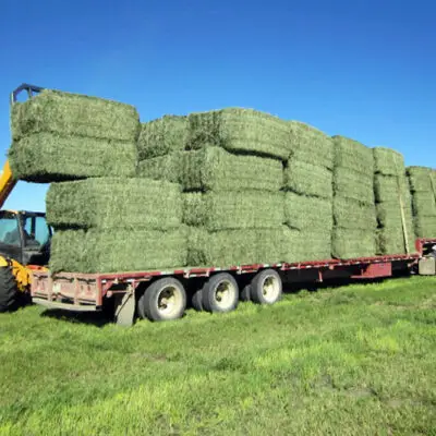 Alfalfa Hay for Livestock
