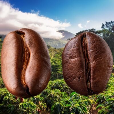 Arabica Coffee Beans (1)