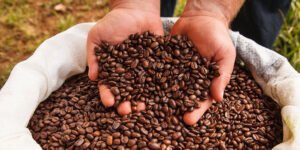 Arabica Coffee Beans (5)