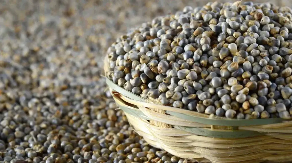 Pearl Millet Grain Premium Export Quality Bulk Supplier Ready for Export