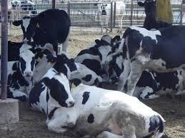 Beef-cattle-dairy-cattle.jpg