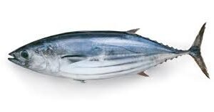 Bonito-Fish.jpg