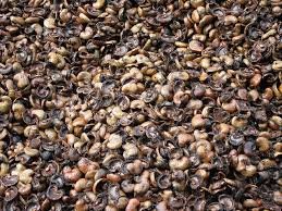 Cashew-nut-shell.jpg
