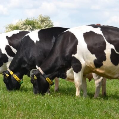 Dairy-cattle-farming-business-plan-TNZANIA.jpg