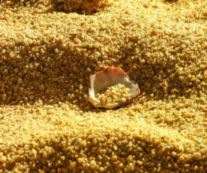 Dry Maize Bran Animal Feed