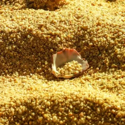 Dry Maize Bran Animal Feed