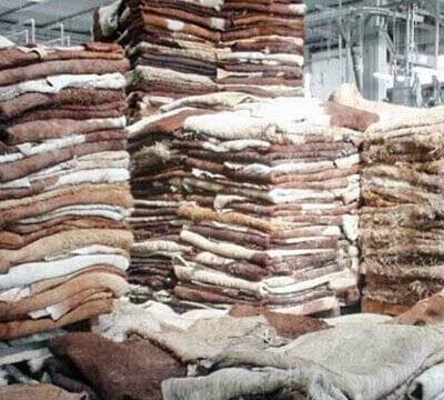 Dry Salted Cow Hides