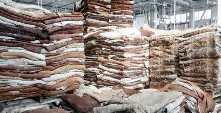 Dry Salted Cow Hides