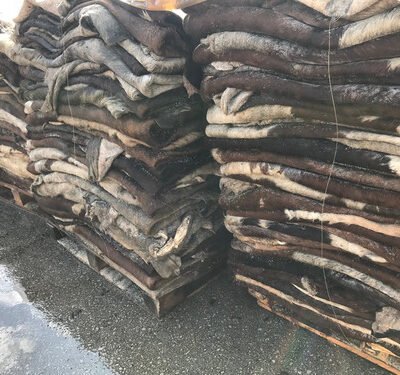 Dry Salted Donkey Hides
