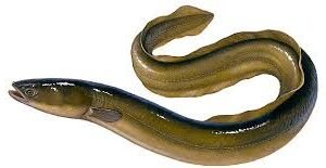 Eel-Fish.jpg