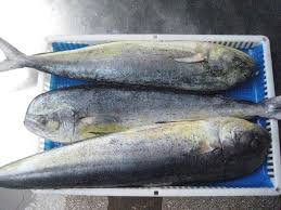 FROZEN-WHOLE-ROUND-MAHI-MAHI.jpg
