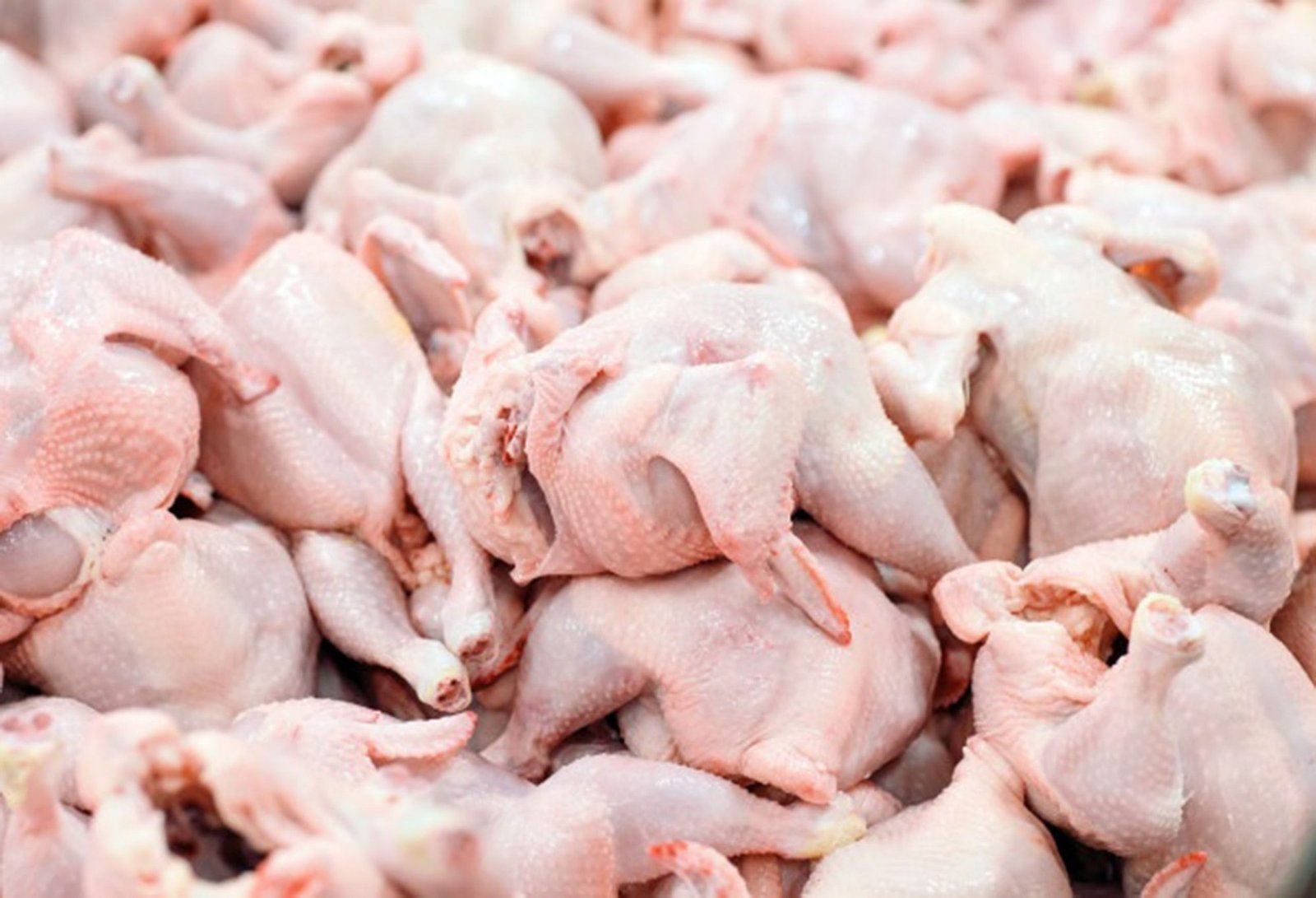 Frozen Whole Chicken Supplier for International Importers