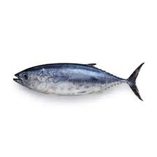 Frozen-Whole-Yellowfin-Tuna.jpg