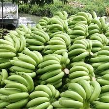 Green-cavendish-banana.jpg