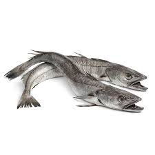 Hake-Fish.jpg