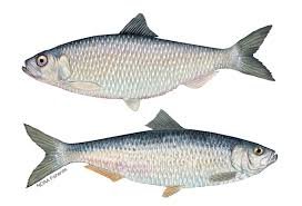 Herring-Fish.jpg