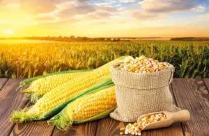 High-Quality Yellow Maize Bulk