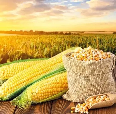 High-Quality Yellow Maize Bulk