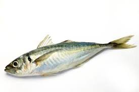 Horse-Mackerel-Fish.jpg
