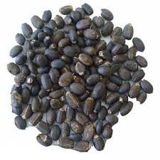 Jatropha-seeds.jpg