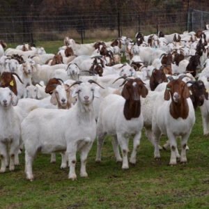 Live Boer Goats