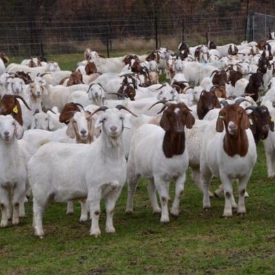 Live Boer Goats