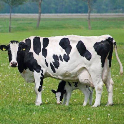 Live Holstein Cattle