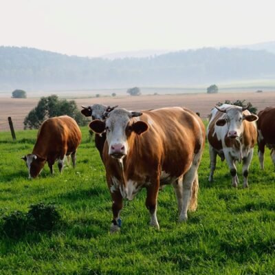 Live Simmental Cattle
