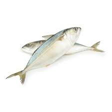 Mackerel-Fish.jpg