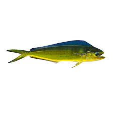 Mahi-Mahi-Fish.jpg
