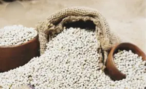 Natural White Sorghum Grain Export