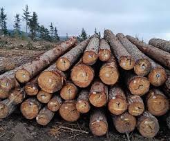 Pine-wood-Lumber-and-Logs.jpg