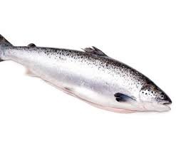 Salmon-Fish.jpg