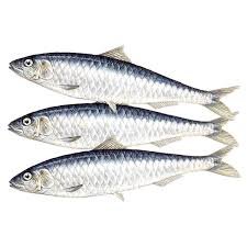 Sardine-Fish.jpg