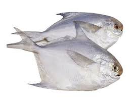 Silver-Pomfret-Fish.jpg