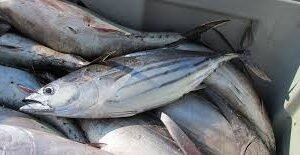 Skipjack-Tuna-Fish.jpg