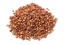 Sorghum.jpg