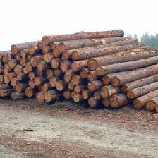 Southern-Yellow-Pine-wood-lumber-and-Logs.jpg