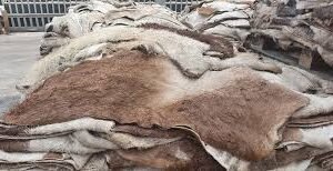 Wet-salted-Cow-hide.jpg