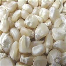 White-corn.jpg
