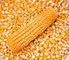 Yellow-maize.jpg