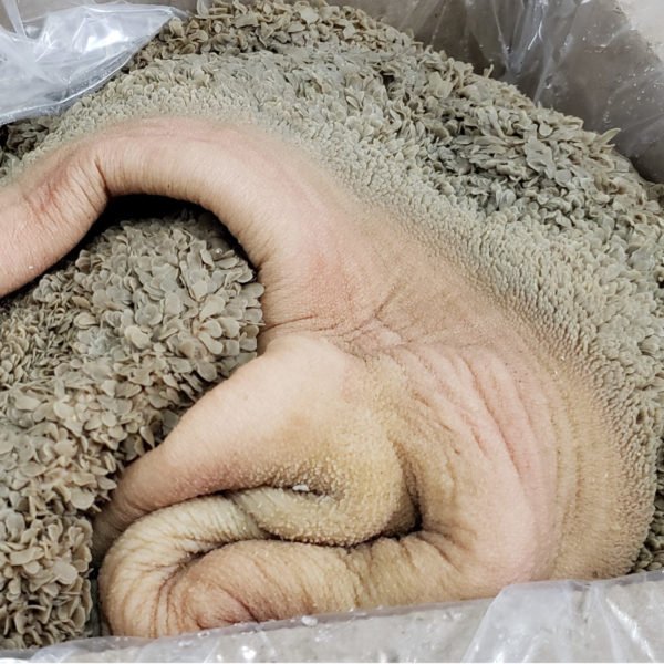 Green beef tripe - Image 2