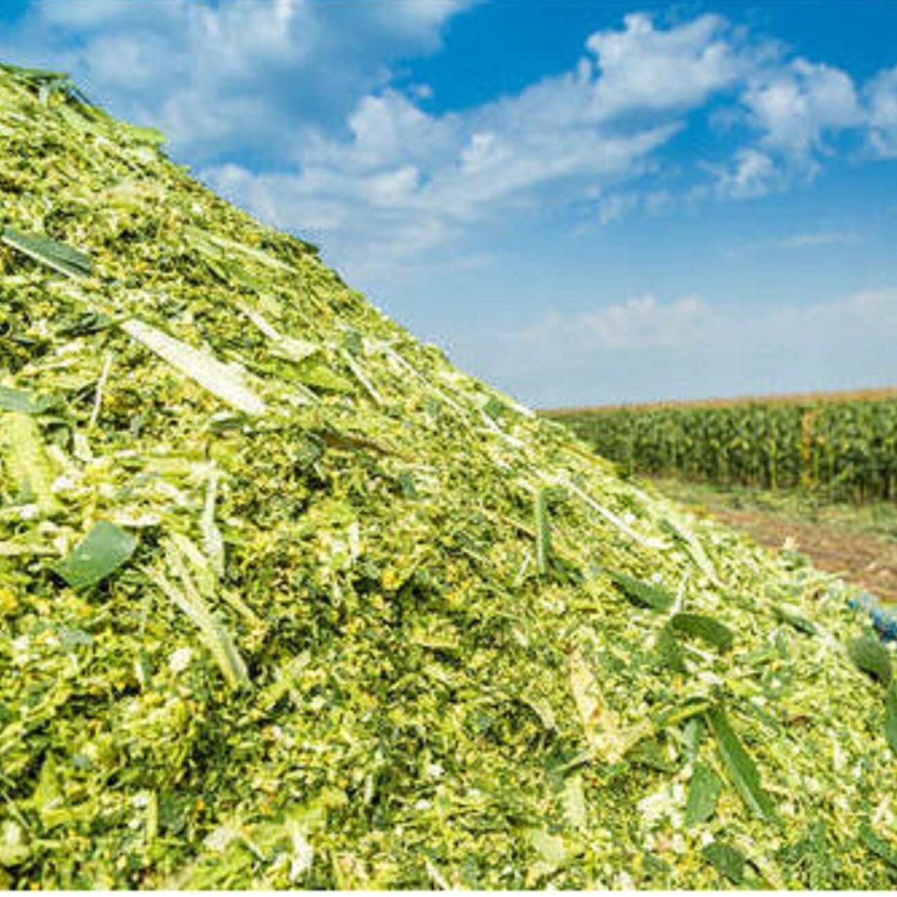 green-fodder-silage-1300x1300.jpg