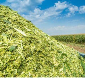 green-fodder-silage.jpg