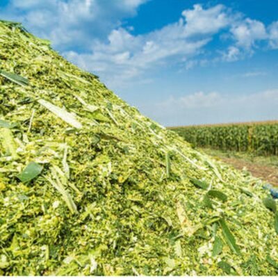 green-fodder-silage.jpg