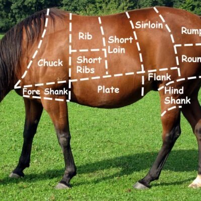 horse-cuts.jpg